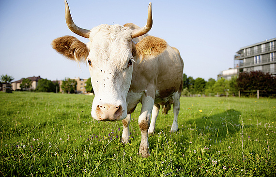 Von der Milch seiner Kühe stellt Kurt Rössli eigenen Frischkäse her. (ZVG)